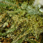 SOUR BLUEBERRY KUSH 8% CBD <0.2% THC Loose Hemp Tea