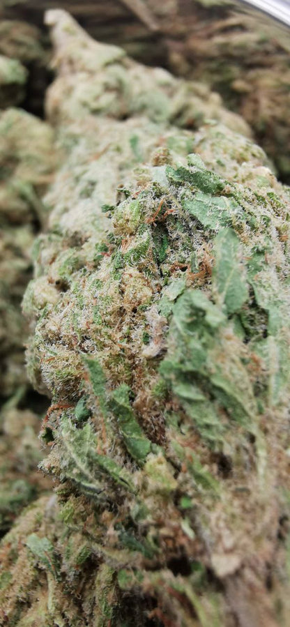 WHITE FROST 