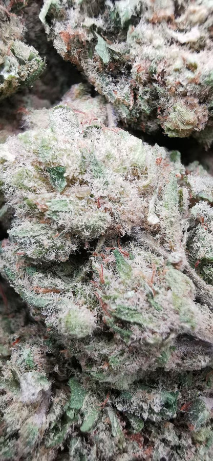 WHITE FROST 