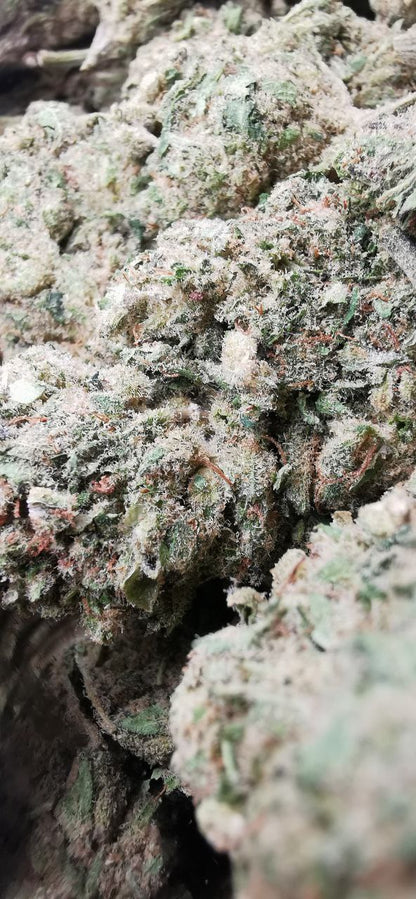 WHITE FROST 