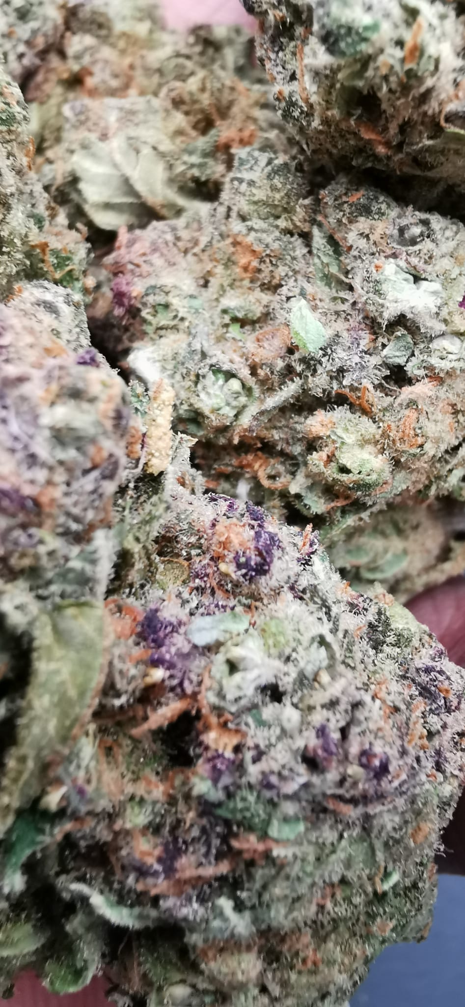 Purple Velvet