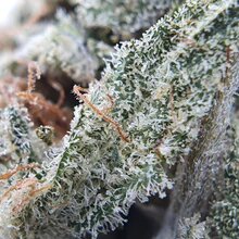 Watermelon 10% CBD <0.2% loose hemp tea - H Town Hemp