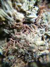 New York Disel (GREENHOUSE) Loose tea 13%CBD <0.2% THC (EOB) - H Town Hemp