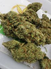 Girl Scout Cookies