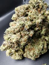 Purple Harlequin