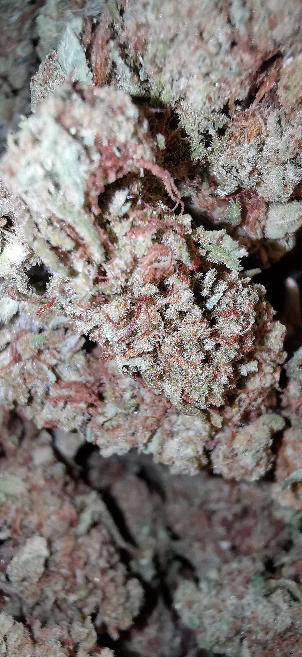 Cheese 4% CBD <0.2%THC hemp tea (EOB) - H Town Hemp