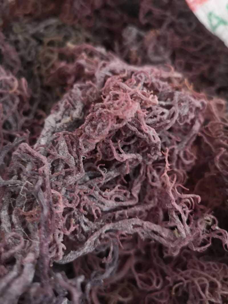Purple Sea Mosses 