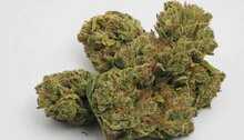 Acapulco Gold (Mexican sativa) 10% CBD  <0.2% THC hemp tea (EOB) - H Town Hemp