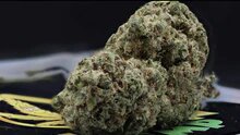 Vendetta Haze 16% CBD <0.2%THC hemp tea - H Town Hemp