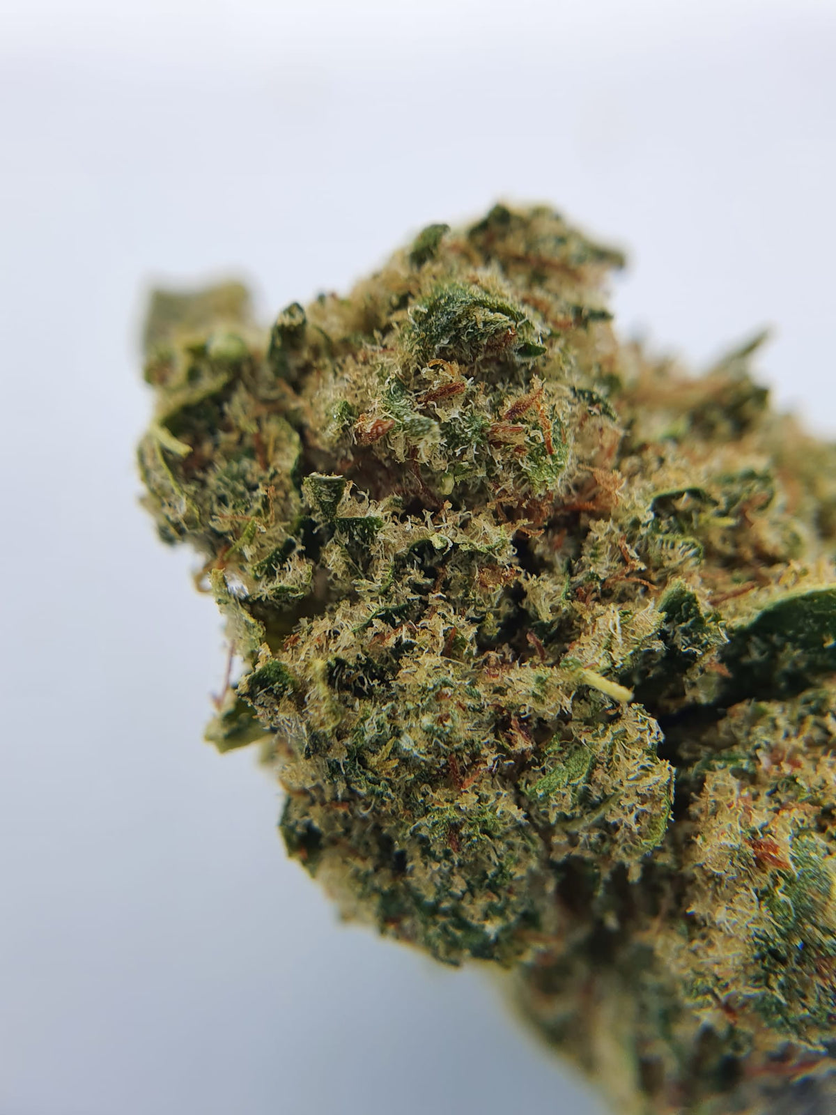 OG 11% CBD <0.2% THC Loose Hemp Tea - H Town Hemp