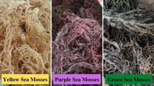 Pack of 3 Sea Mosses (Yellow, Green, Purple) <100 Grams Each